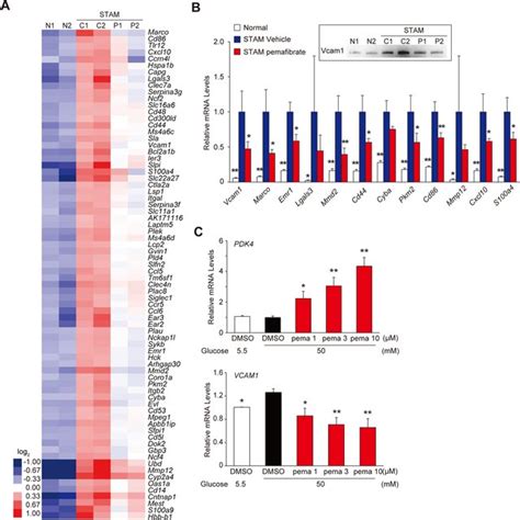 Pemafibrate Improves Inflammatory Genes Expression In STAM Mice Liver