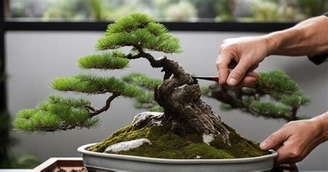 Aprende Como Hacer Un Bonsai De Pino F Cilmente