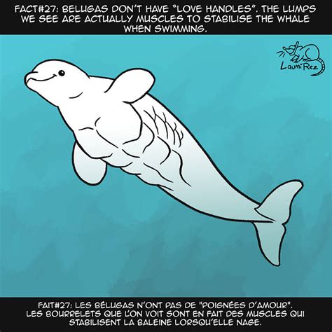 Fact#27: Beluga by LaumiRezArt on DeviantArt