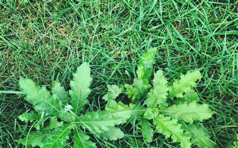 Will Baking Soda Kill Grass The Lawn Mower Guru