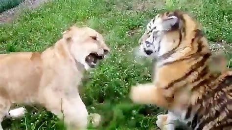 TIGER vs LION Real Fight video