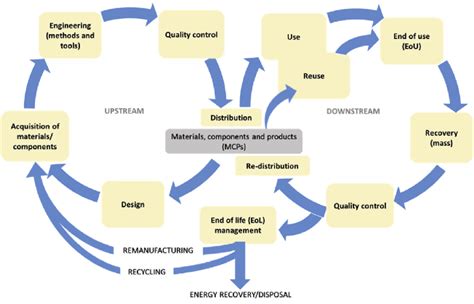 The Interconnection Between Upstream And Downstream Mcps Cycles In