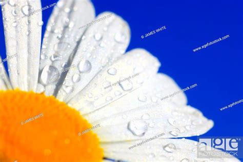 Margerite Leucanthemum Vulgare Oxeye Daisy Switzerland Stock Photo