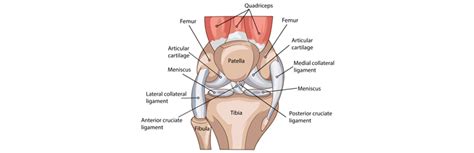 Anatomia Do Joelho Blog Pilates O Maior Blog De Pilates Do Brasil