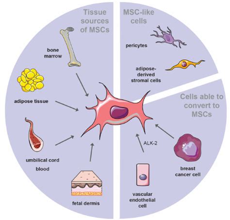 Sources Of Mscs The Cartoon Depicts The Different Sources From Which