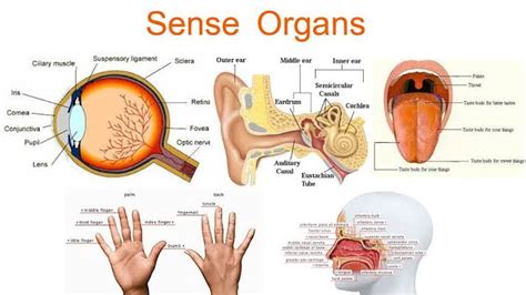 Sense organs - W3schools