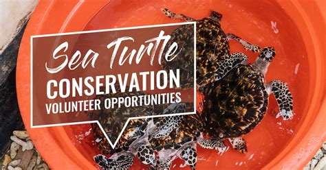 Sea Turtle Conservation Volunteer Opportunities