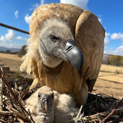 Africa’s largest vulture relocation project gets the green light