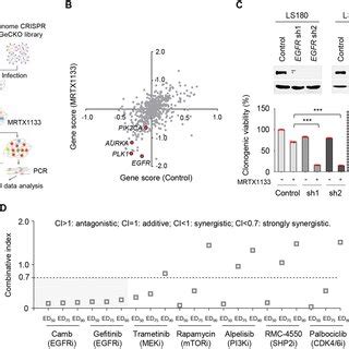 Identification Of EGFR As A Synthetic Lethal Target Of MRTX1133 A