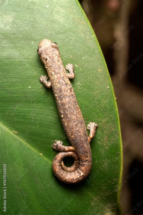 Lungless Salamander (Bolitoglossa sp.), Orellana, Ecuador Stock Photo ...