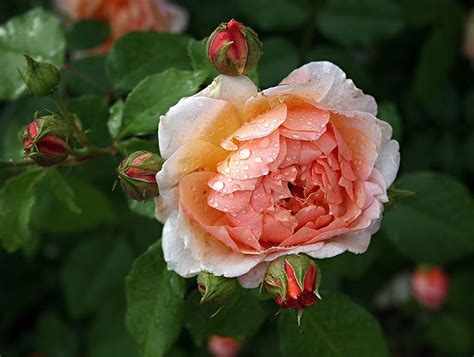 Coral Roses - Tumblr Gallery