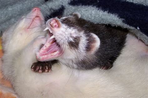 Yawning Ferret