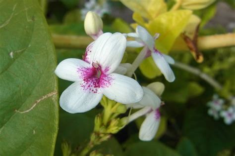 Pseuderanthemum Carruthersii Pseuderanthemum Carruthersii Flickr