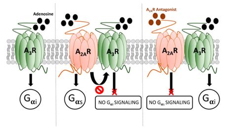 Adenosine A2A And A3 Receptors Are Able To Interact With Each Other A