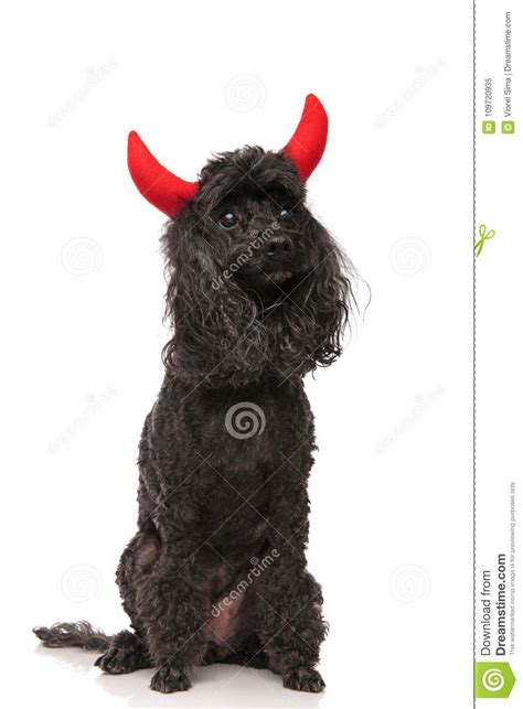 Cute Black Poodle Wearing Devil Horns And Looks Up Stock Image Image