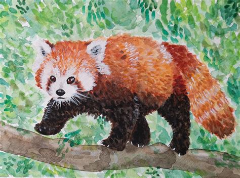 Expressing My Love For Red Pandas Through Art R Watercolor