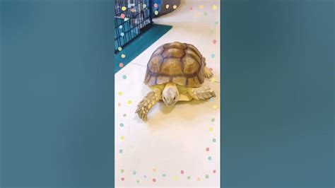 叔叔阿姨新年快樂 盾臂龜 Sulcata Turtle 烏龜 蘇卡達 陸龜 象龜 不龜路 Youtube