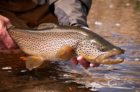 A Brown Trout Quirk – Yellowstone Fly Fishing