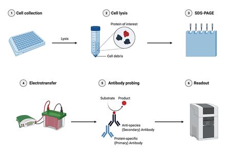 Western Blot Overview And Applications