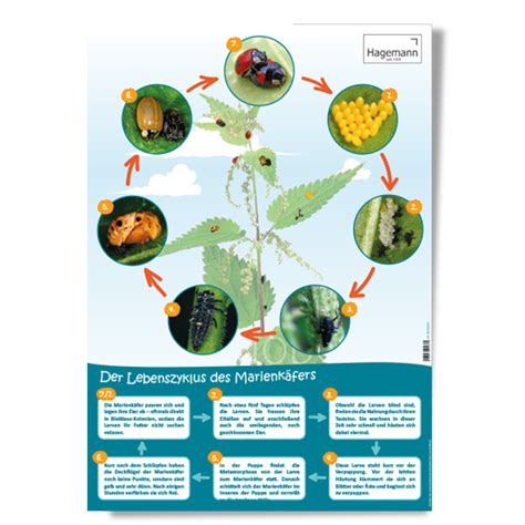 3er Set Lebenszyklus Poster Zuchtsets Tiere And Natur Forscher Werkstatt Hagemann