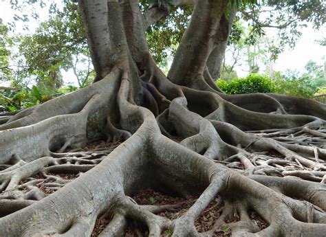 Les Racines Découvrez Les Types De Racines Jardin De Grand Meres