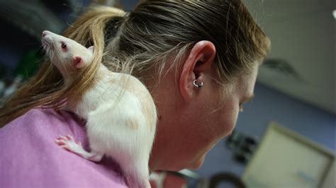 Rats up for adoption at Isle of Wight Animal Shelter | 13newsnow.com