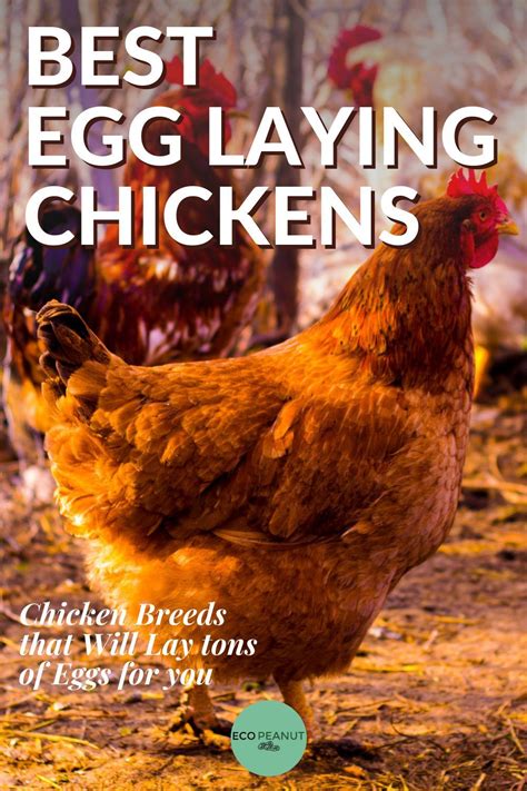 10 Best Egg Laying Chickens [up To 300 Eggs Yearly] Laying Chickens