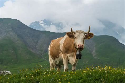 Simmental Cattle: Guide, Info & Facts