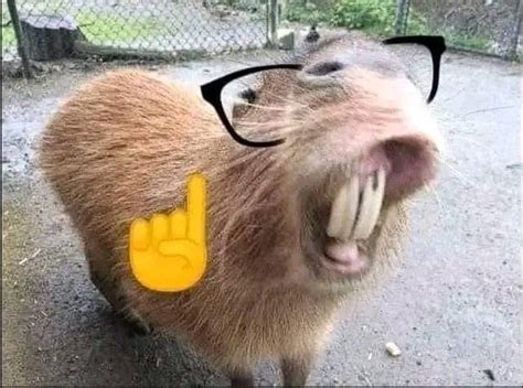 A Capybara With Its Mouth Open And Glasses On It S Head Showing The