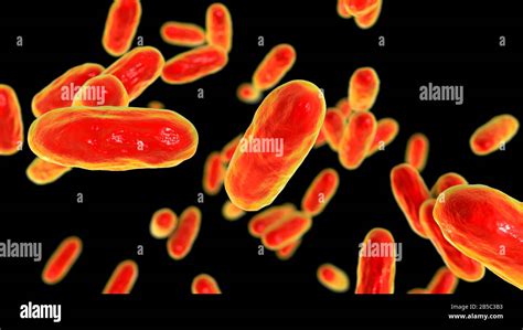 Bordetella Pertussis Bacteria Fotograf As E Im Genes De Alta Resoluci N