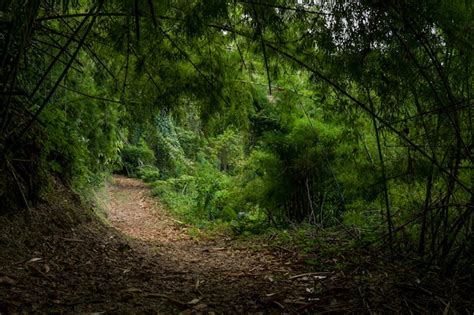 Premium Photo Inside The Rainforest At Volcan Baru National Park