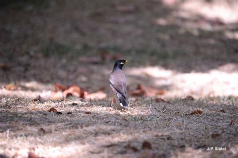 Acridotheres Tristis Linnaeus Merle Des Moluques Martin