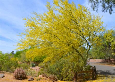 Parkinsonia florida (Blue Paloverde)