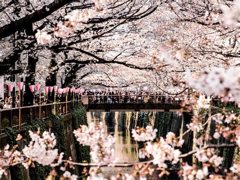 Cherry Blossoms in full bloom along the Meguro River in Tokyo