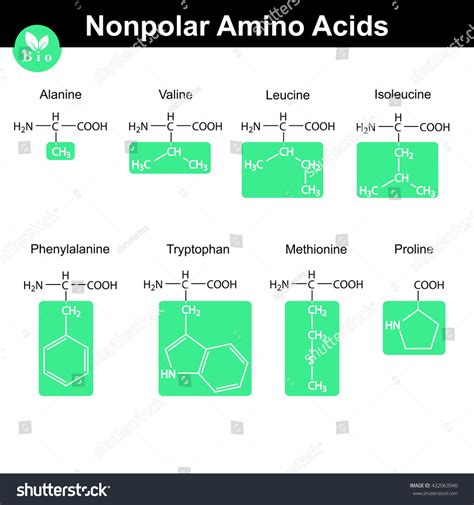 Set Nonpolar Amino Acids Marked Radicals Stock Illustration 432063940 Shutterstock