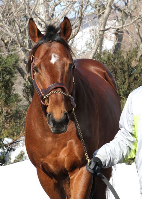 新種牡馬ベンバトルなど登場 ビッグレッドファームで種牡馬展示会が開催 競馬ニュース