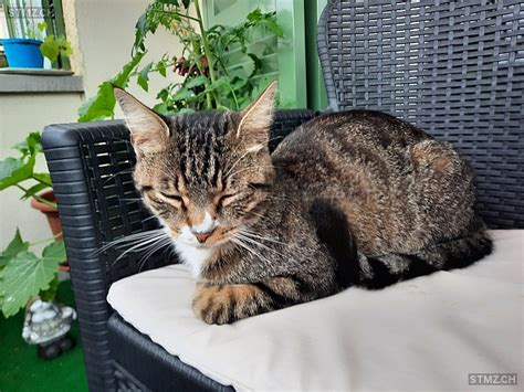 Meldung Nr Vermisst Katze In Wald Zh