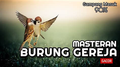 Masteran Burung Gereja Tarung Gacor YouTube