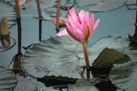 Nelumbo Nucifera Tambi N Conocido Como Loto Indio Frijol De Loto