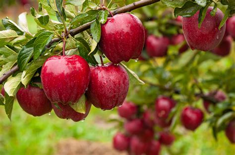 Exploring Red Apple Types: A Gardener's Guide