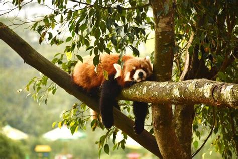 Premium Photo | Sleeping red panda