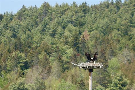 Nesting Eagles | Downeast Thunder Farm