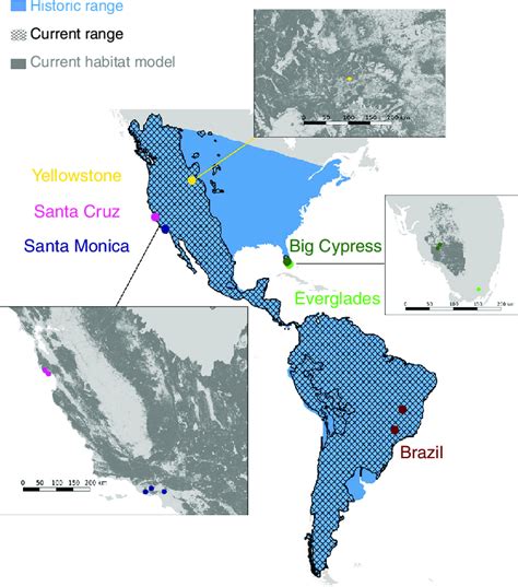 Animal Puma Map