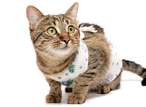 Стерилизация кошек – плюсы и минусы, советы ветеринаров