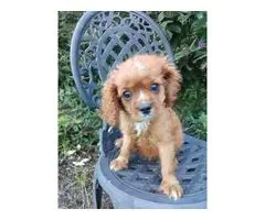 AKC male ruby Cavalier King Charles Spaniel puppy for sale Lancaster ...