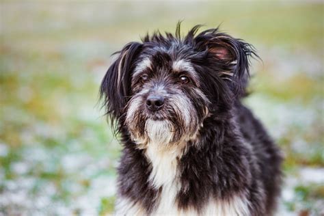 Long Haired Dog Breeds | Choosing The Right Dog For You | Dogs | Guide