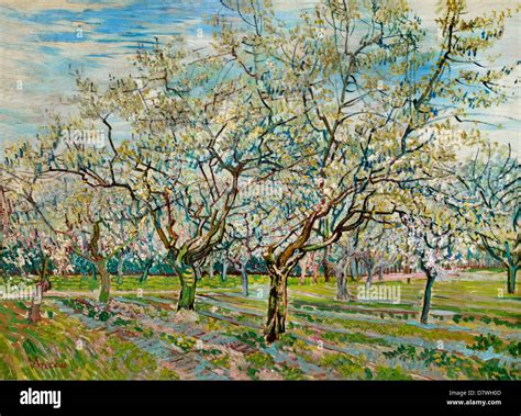 The White Orchard Vincent Van Gogh Dutch Netherlands