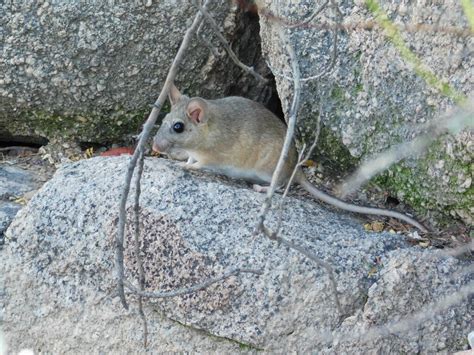 White Throated Woodrat From Arizona Sonora Desert Museum 2021 N Kinney