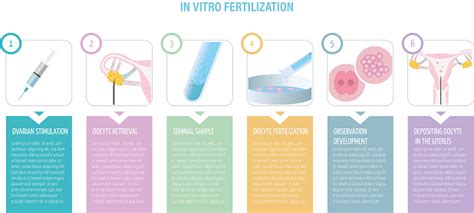 Vetores De Infográfico Do Procedimento De Fertilização In Vitro E Mais