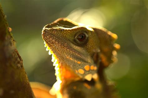 Seven Lizards to Love (Plus Where to See Them in the Wild)